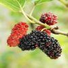 Mulberry Extract 