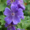 Geranium Oil 