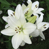 White Lily Extract