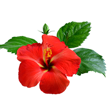 Hibiscus