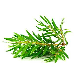 Tea Tree oil for hair Dandruff