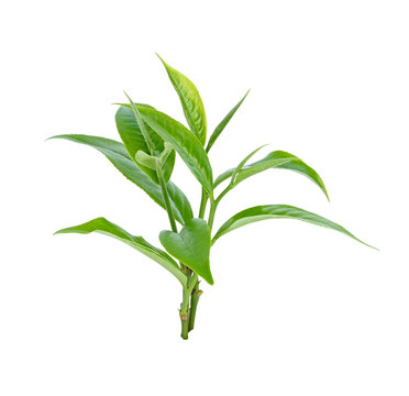 Baby Shampoo in India with Oats for hair growth