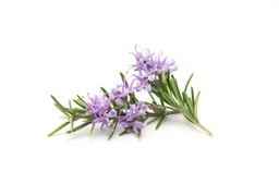 Rosemary Extract